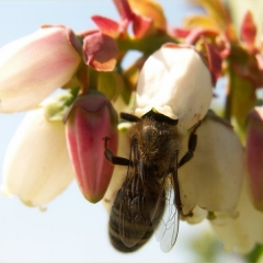 Pszczoły samotnice np. murarka...