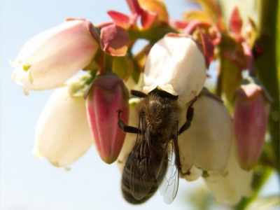 Pszczoły samotnice np. murarka...