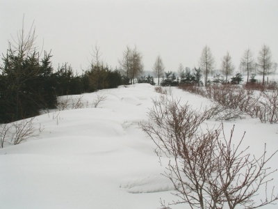 Plantacja  borówki wysokiej zimą