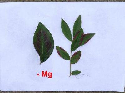 Objawy braku magnezu na liściach borówki