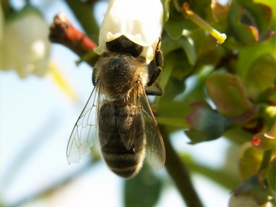 Pszczoła pobierając nektar zapyla kwiaty