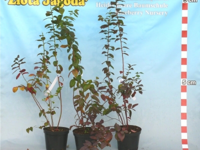 Trzyletnia sadzonka borówki odmiana Bluecrop