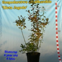 Bluecrop - krzew czteroletni
