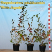 Bluecrop - krzewy dwuletnie
