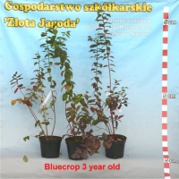 Bluecrop - Krzewy trzyletnie