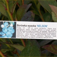 Dla roślin przeznaczonych do dalszej sprzedaży dołączamy etykietę z opisem odmiany i kolorowym zdjęciem