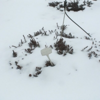 Krzewinki żurawiny najlepiej zimują przykryte śniegiem